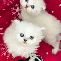 کوچولوهای شیراز کت|گربه|عسلویه, |دیوار