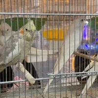 انواع پرنده های خانگی|پرنده|اصفهان, درب سیبه علیا|دیوار