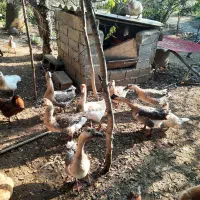 قوغاز اصیل|حیوانات مزرعه|رودسر, |دیوار