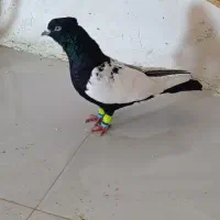 کبوتر سرته و سینه دم لیمو نر