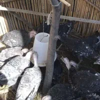 بوقلمون برنز