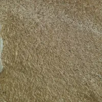 جو دیمی برای کشت و دام