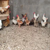 فروش مرغ و خروس