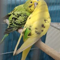 مرغ عشق مولد تظمینی