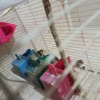 فنچ|پرنده|مشهد, حضرت حجت|دیوار