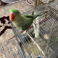 شاه طوطی جوجه تهران ۹ ماهه|پرنده|تهران, فلاح|دیوار