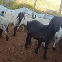 فروش بره نر|حیوانات مزرعه|پاسارگاد, |دیوار