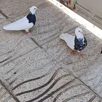 یک جفت طوقی