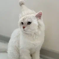 واگذاری فوری گربه نژاد دار نر به علت مهاجرت