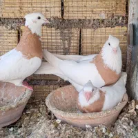 نر ماده طوق زرد درجه یک