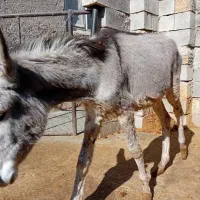 فروش الاغ صرفا به خاطر کمبود جا|حیوانات مزرعه|کرمانشاه, |دیوار