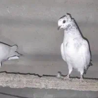 کبوتر پرنده