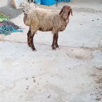 فروش گوسفند
