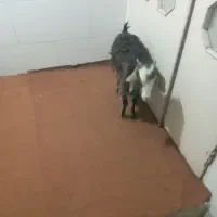 بزغاله|حیوانات مزرعه|اقبالیه, |دیوار