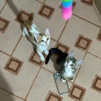 واگذاری ۴بچه گربه دو‌ماه