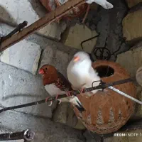 فنچ انگلیسی وشارکول