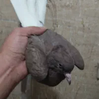 کفتر  دم سفید جوجه