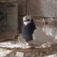 جفت طوقی|پرنده|ارسنجان, |دیوار