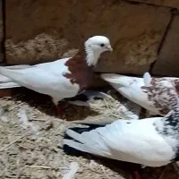 طوقی|پرنده|باروق, |دیوار