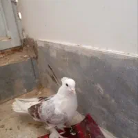 کفتر رنگی