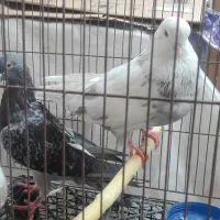 کبوتر|پرنده|گرگان, |دیوار