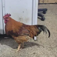 خروس قرمز