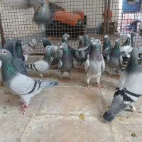 کفتر پلاکی و مسافتی وشناسنامه دار|پرنده|شیراز, شهرک زینبیه|دیوار