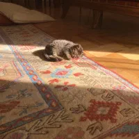 شناسنامه پیدا شده