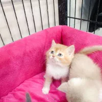 گربه.بریتیش اصیل|گربه|سقز, |دیوار