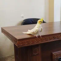 فروش عروس هلندی ماده