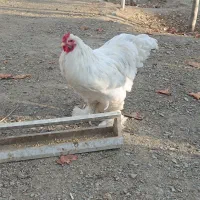 خروس برهما غول پیکر