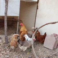 مرغ و خروس برهما و گلپایگانی‌|حیوانات مزرعه|چهارباغ, |دیوار