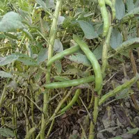 باقالی سبز یکجا