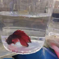 فایتر مولد|ماهی|مشهد, سعد آباد|دیوار