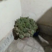 گل طبیعی|گل و گیاه طبیعی|پاکدشت, پاکدشت (مامازند)|دیوار