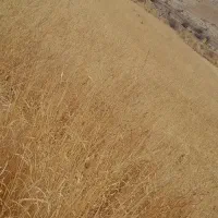 کسی هست گندم بچینه.یا چرای دام