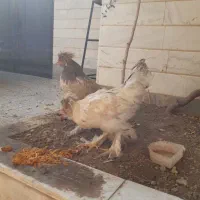 یک جفت مرغ خروس سلطان|حیوانات مزرعه|قم, صدوق|دیوار