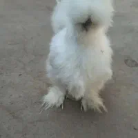 مرغ ابریشمی|حیوانات مزرعه|مرند, |دیوار