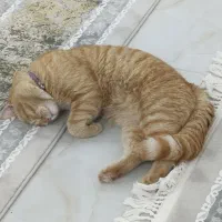 گربه اسکاتیش