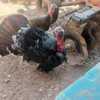 فروش بوقلمون|حیوانات مزرعه|شوشتر, |دیوار