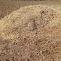 کاه لوبیا چیتی