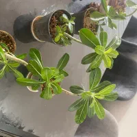 تعدادی بنسای ادنیوم