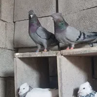 کبوتر سبز آبادانی