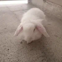 خرگوش سفید نر فقط ۵۰۰|موش و خرگوش|اندیشه, اندیشه فاز ۱|دیوار