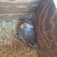 جوجه عروس سرلاکی|پرنده|بندرعباس, |دیوار