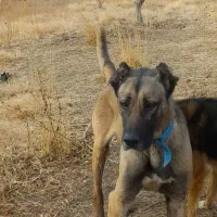 سگ سرابی اصیل قیمت ۵