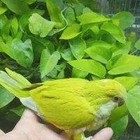 راهب گرینچیک جوجه سرلاکی