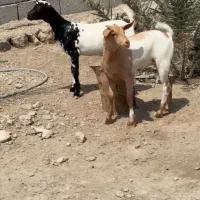 وارداتی ناب|حیوانات مزرعه|بروجن, |دیوار