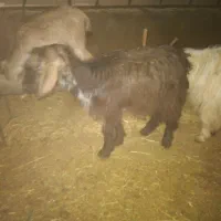 بزغاله و بره