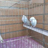 فروش 7عدد مرغ عشق انگلیسی|پرنده|شهرضا, |دیوار